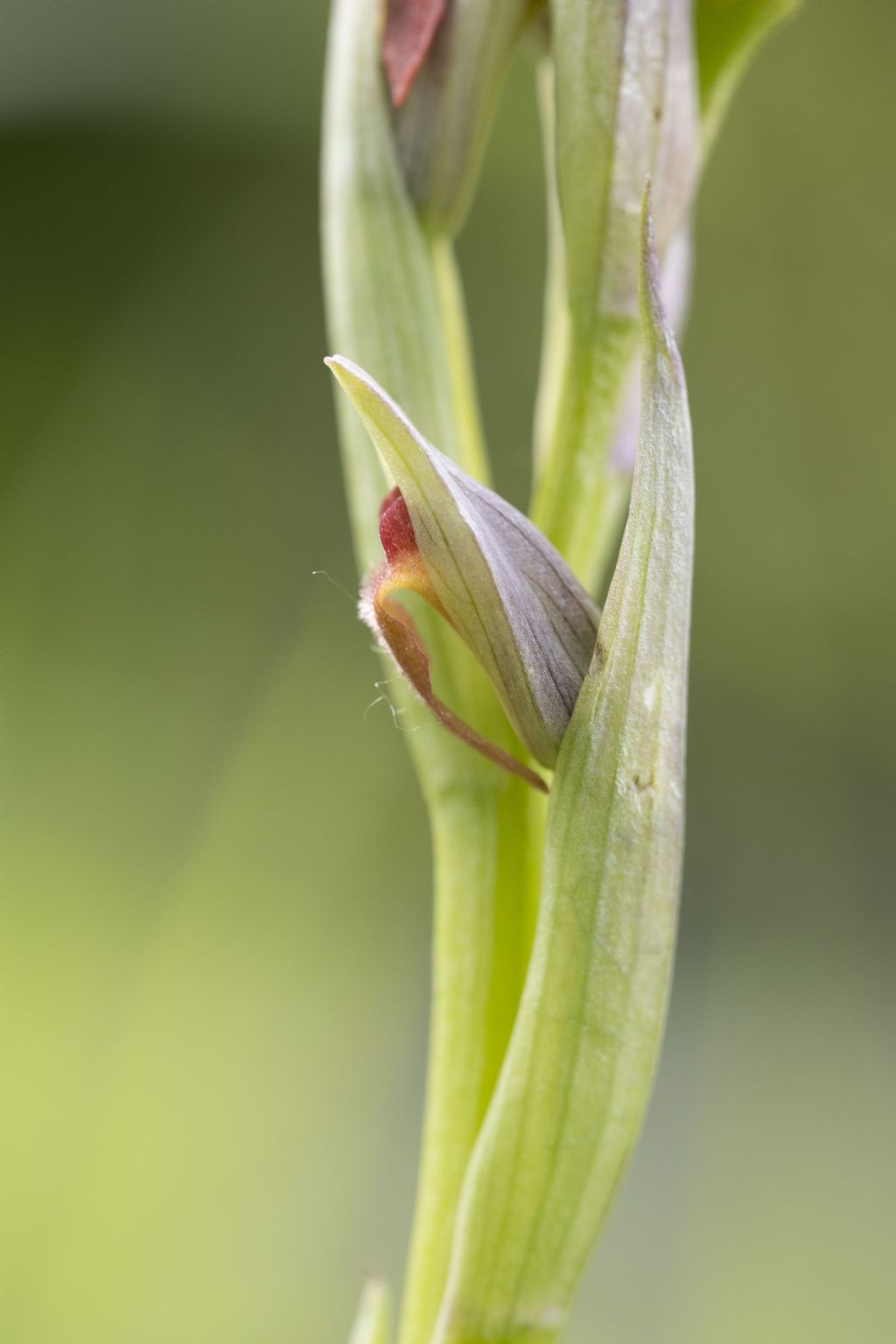 Serapias parviflora?